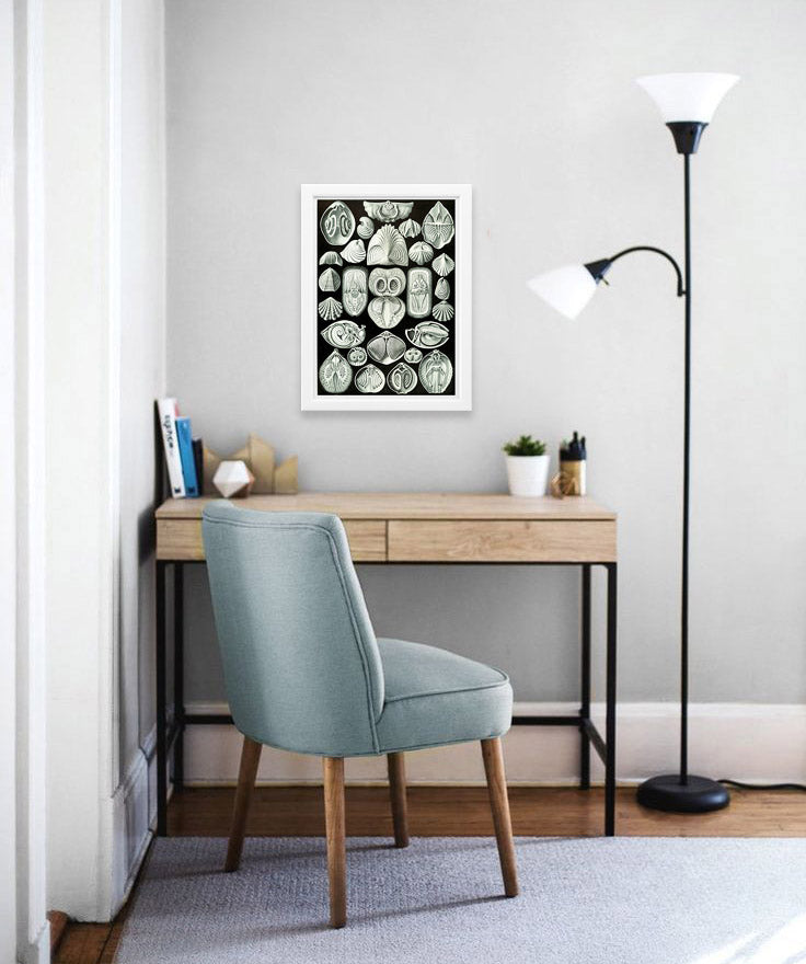 Spirobranchia Drawing (1904) by Ernst Haeckel Poster