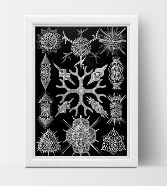 Spumellaria Drawing (1899) by Ernst Haeckel Poster