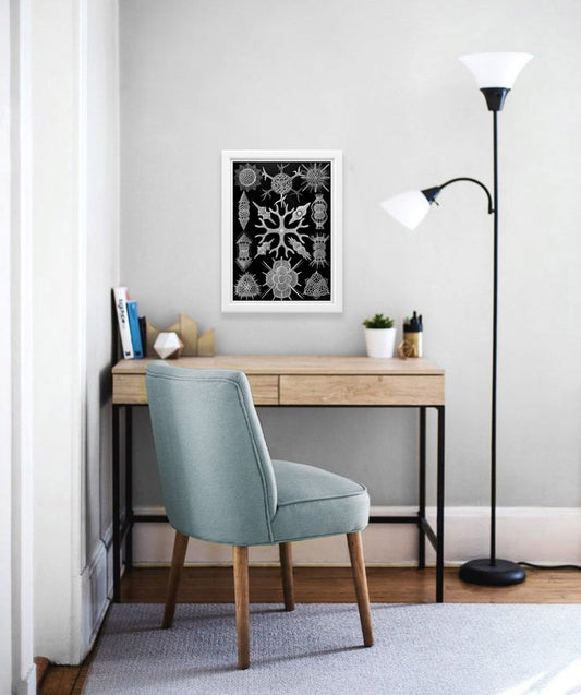 Spumellaria Drawing (1899) by Ernst Haeckel Poster