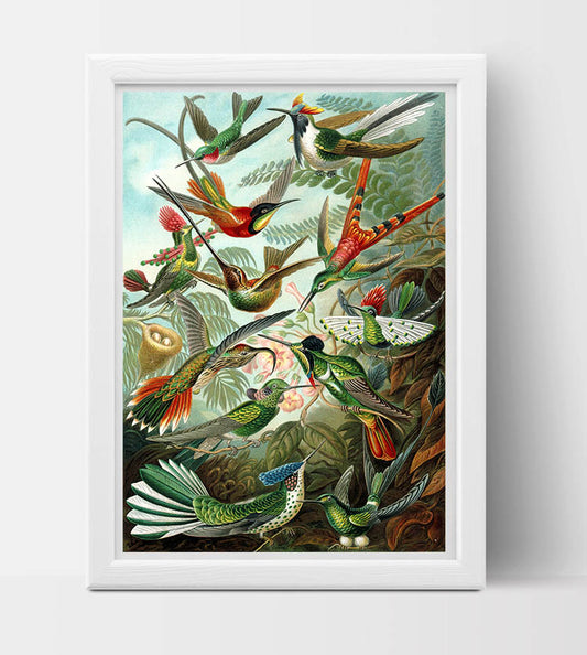 Trochilidae (Hummingbirds) Drawing (1899) by Ernst Haeckel Poster