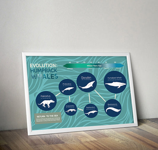 Whale Evolution Poster Wall Decor