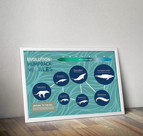 Whale Evolution Poster Wall Decor