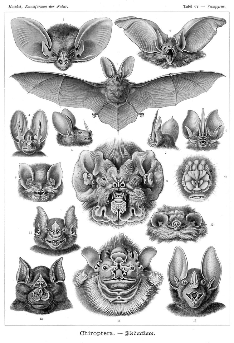 Chiroptera (Bats) Drawing (1904) by Ernst Haeckel Poster