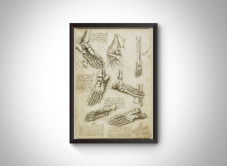 Anatomical Drawing (Bones & Muscles) by Leonardo Da Vinci Wall Art