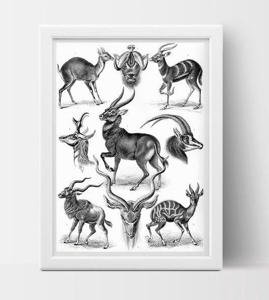 Antilopina (Antelope) Drawing (1904) by Ernst Haeckel Poster