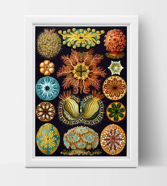 Ascidiae Drawing (1899) by Ernst Haeckel Poster