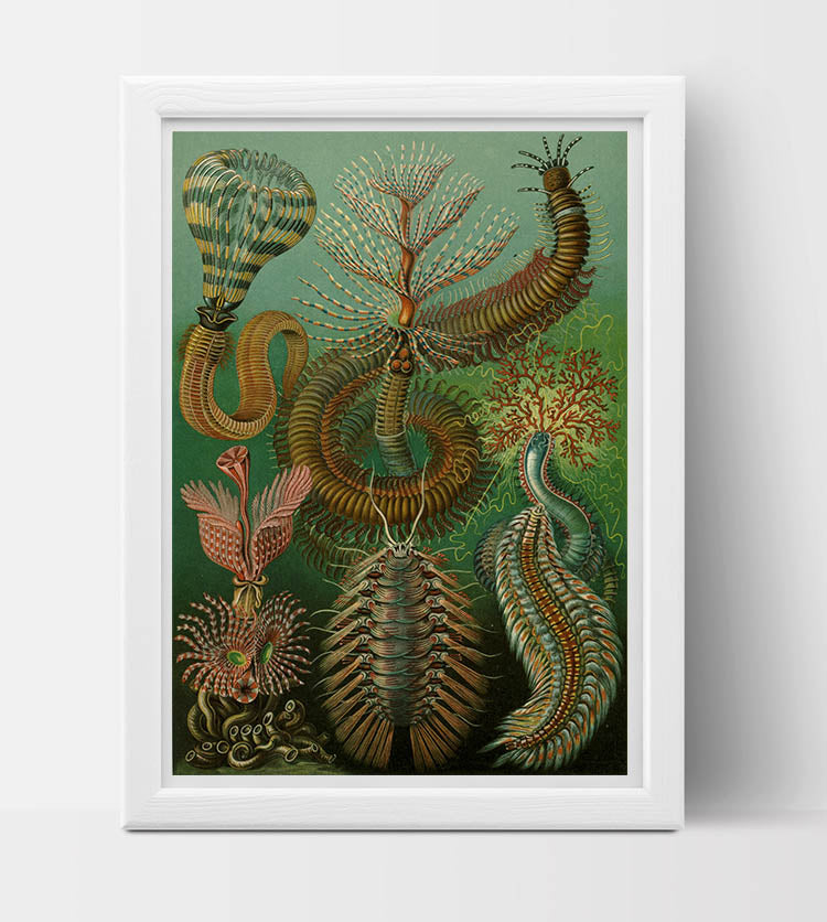 Chaetopoda Drawing (1904) by Ernst Haeckel Poster