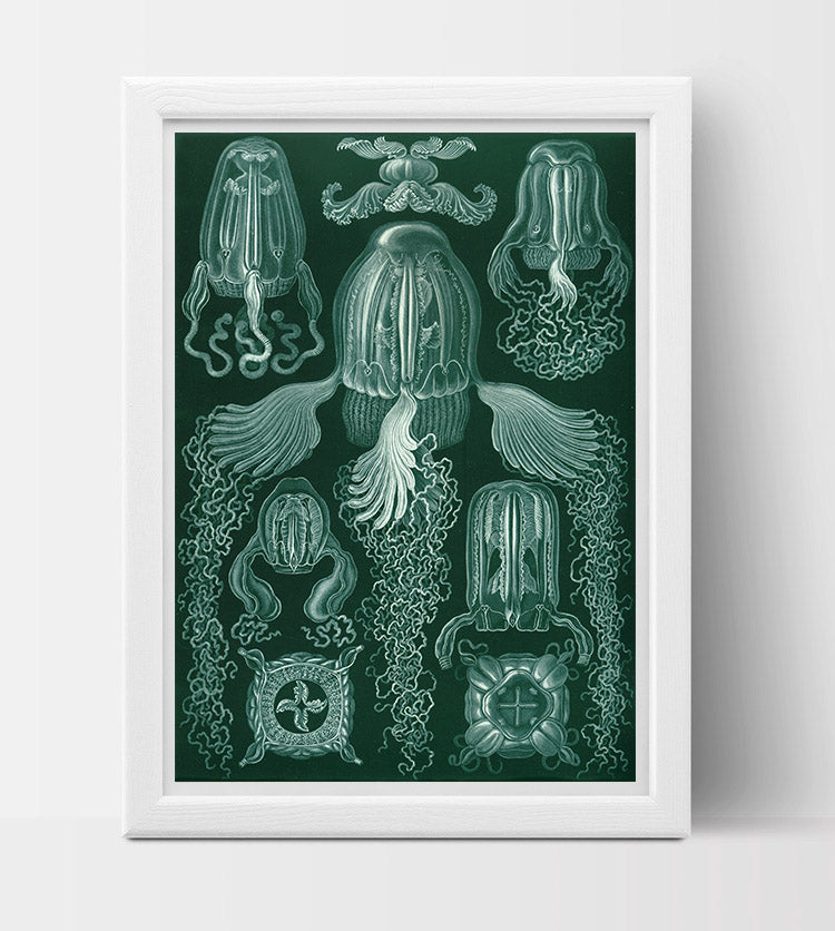 Cubomedusae Drawing (1904) by Ernst Haeckel Poster
