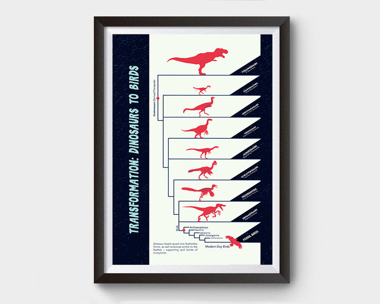 Dinosaurs to Birds Evolution Poster Wall Decor