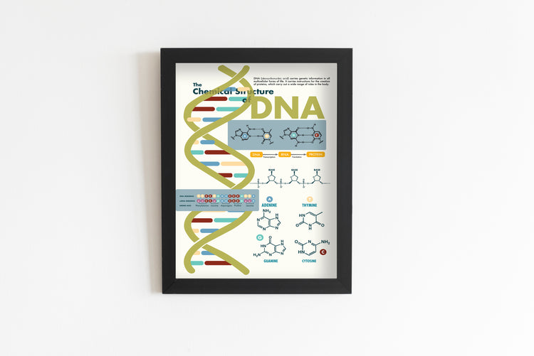 The Chemical Structure of DNA Poster