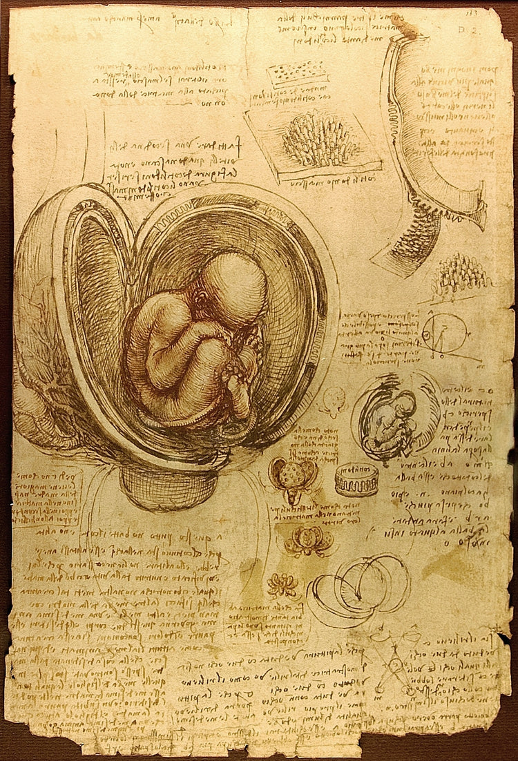 Studies of the Fetus in the Womb by Leonardo Da Vinci Wall Art