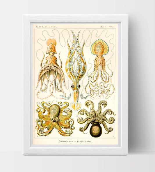 Cephalopods drawing (1800s) by Ernst Haeckel Poster