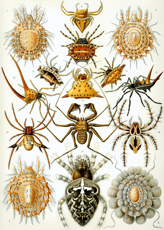 Arachnida Drawing by Ernst Haeckel Poster