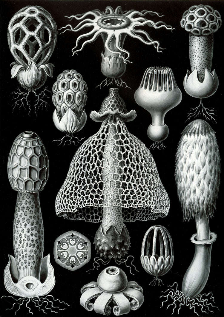 Basimycetes (Mushrooms) Drawing (1904) by Ernst Haeckel Poster