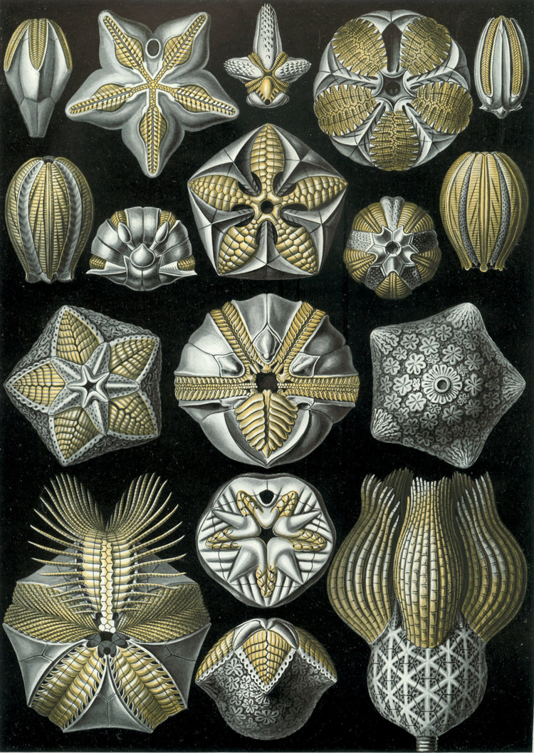 Blastoidea Drawing (1904) by Ernst Haeckel Poster