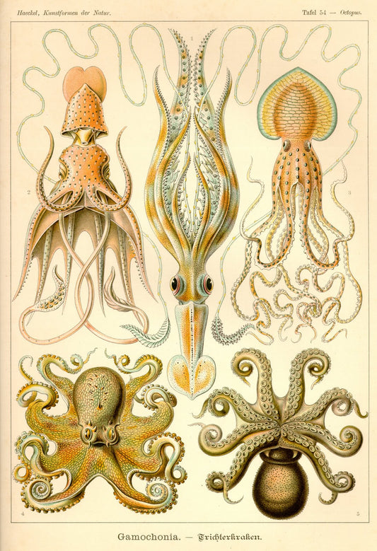 Cephalopods drawing (1800s) by Ernst Haeckel Poster