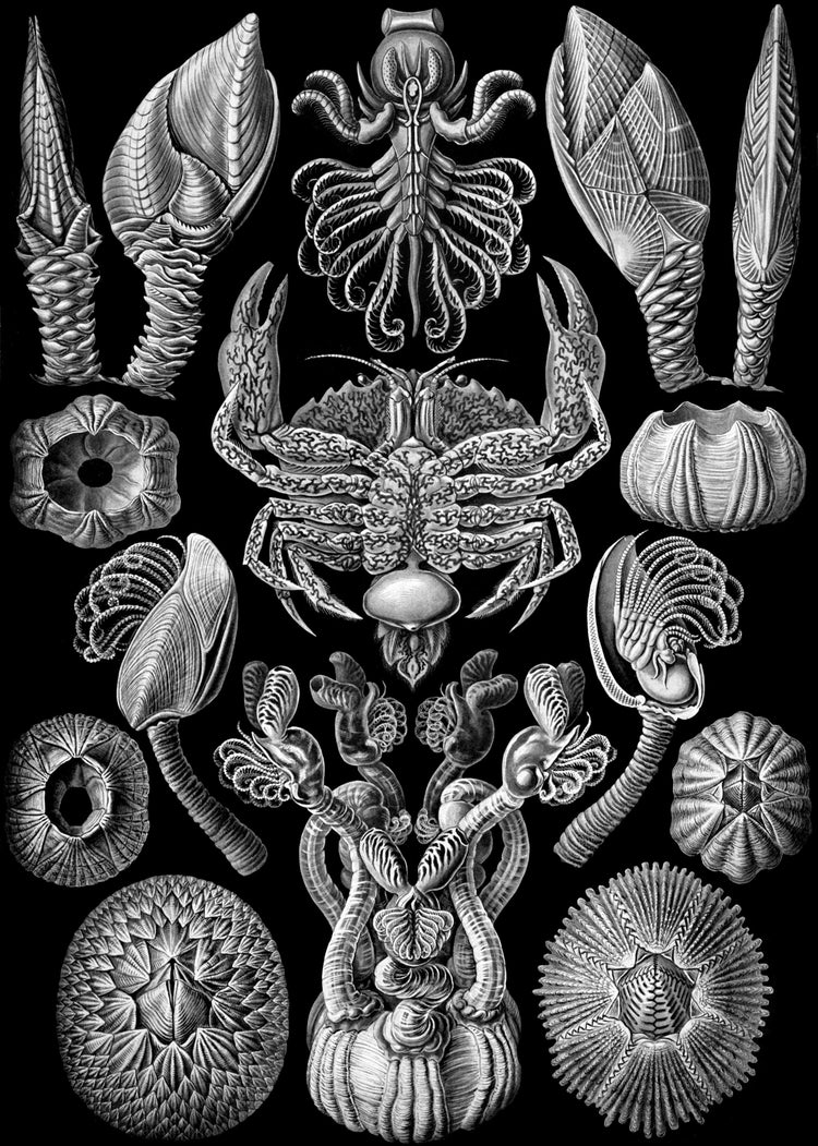 Cirripedia (Barnacles) Drawing (1904) by Ernst Haeckel Poster