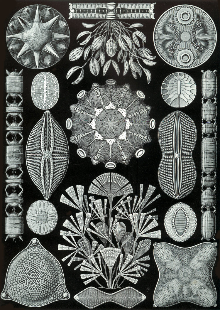 Diatomea Drawing (1904) by Ernst Haeckel Poster