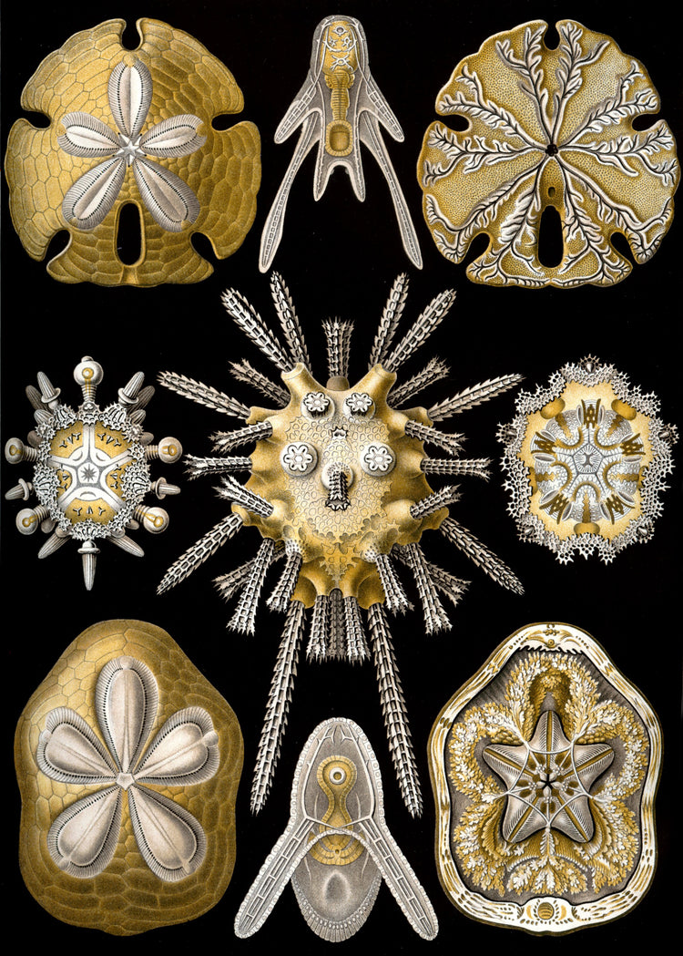 Echinidea Drawing (1899) by Ernst Haeckel Poster
