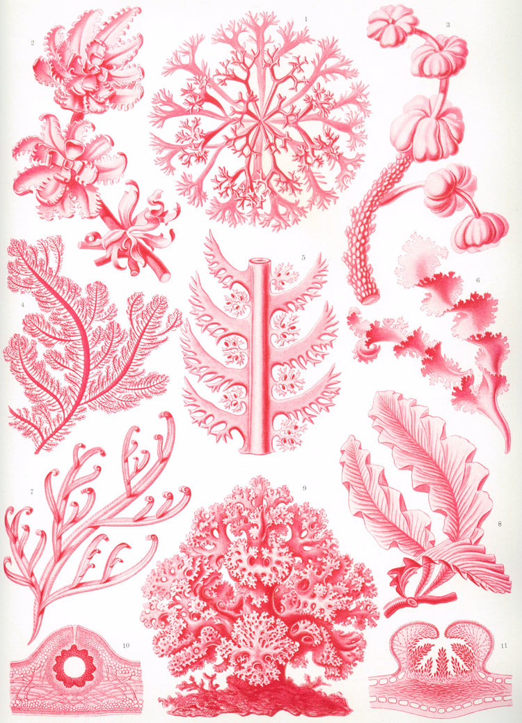 Florideae Drawing (1904) by Ernst Haeckel Poster