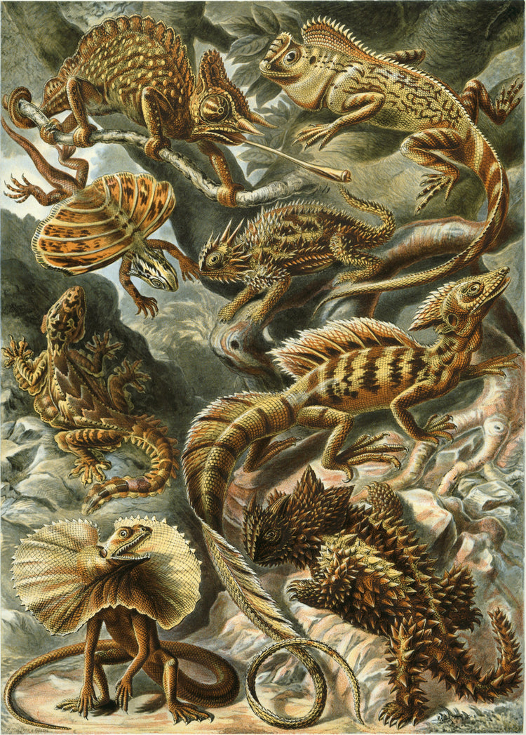 Lacertilia (Lizards) Drawing (1904) by Ernst Haeckel Poster