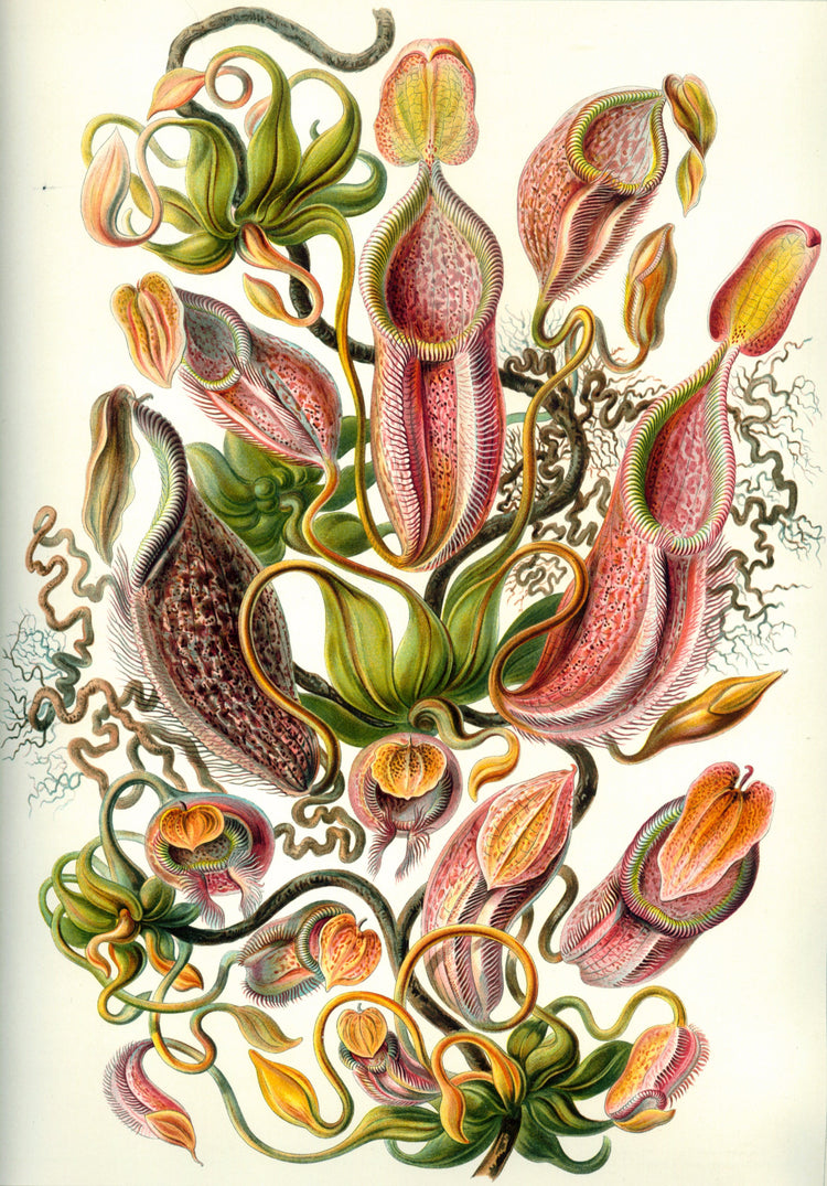 Nepenthaceae Drawing (1899) by Ernst Haeckel Poster