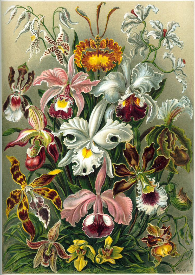 Orchidae Drawing (1899) by Ernst Haeckel Poster