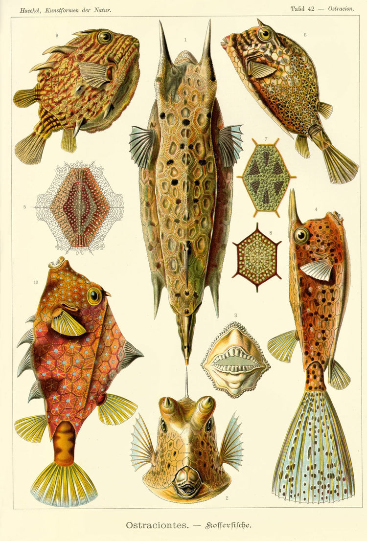 Ostraciontes Drawing (1904) by Ernst Haeckel Poster