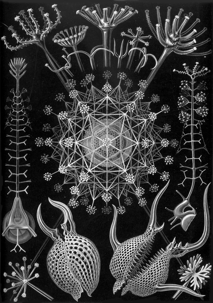 Phaeodaria Drawing (1899) by Ernst Haeckel Poster