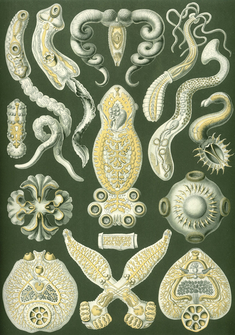 Platodes Drawing (1904) by Ernst Haeckel Poster