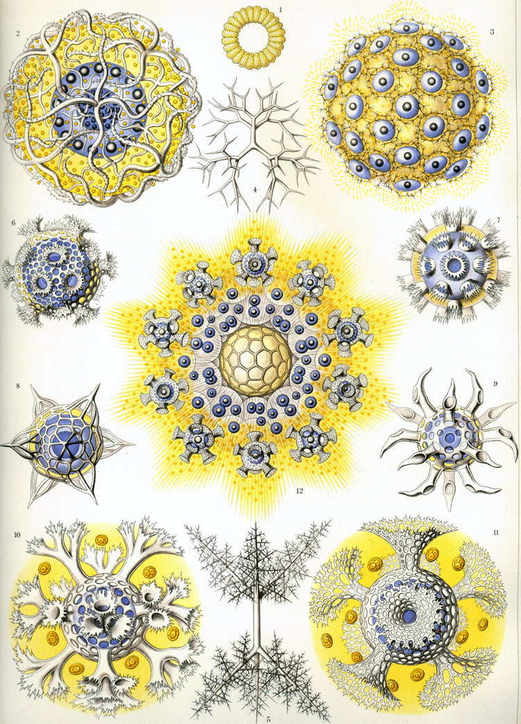 Polycyttaria Drawing (1899) by Ernst Haeckel Poster