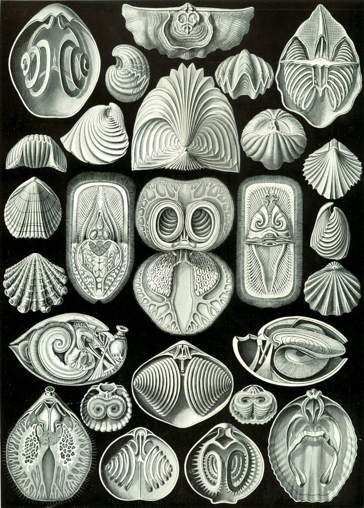 Spirobranchia Drawing (1904) by Ernst Haeckel Poster
