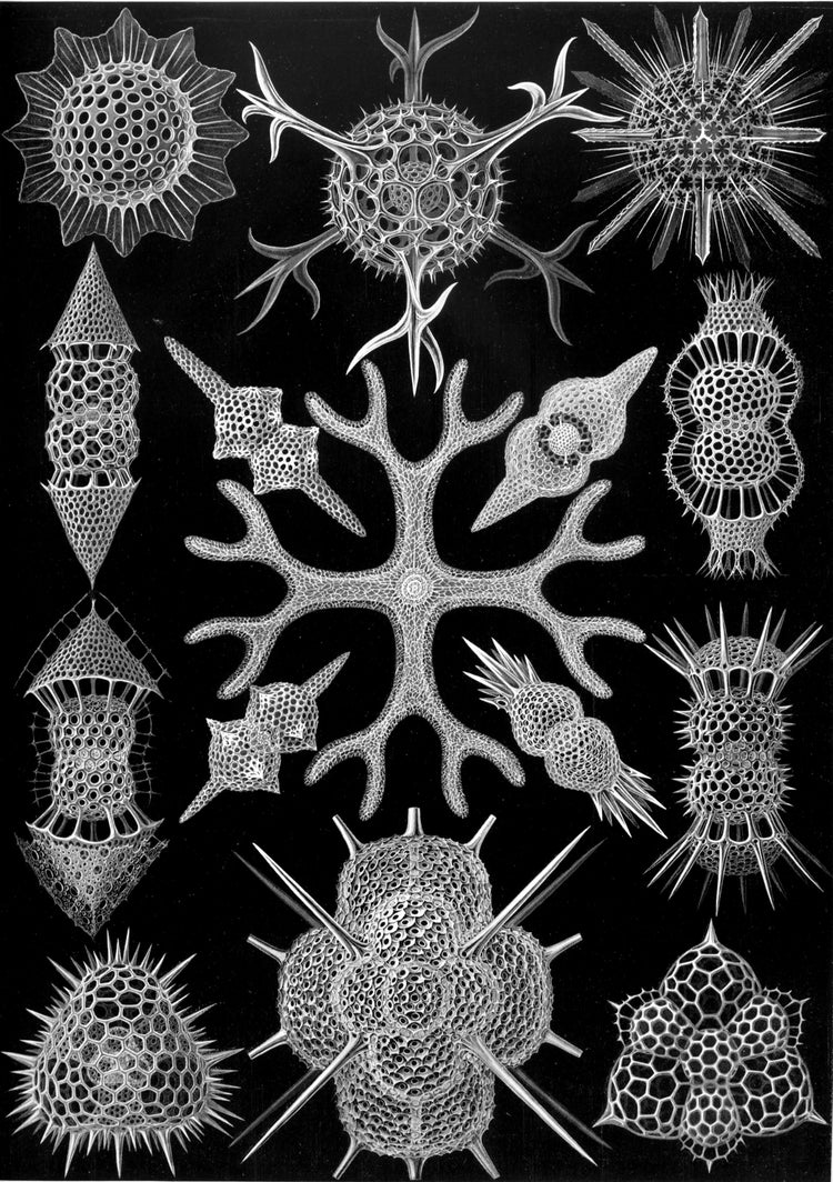 Spumellaria Drawing (1899) by Ernst Haeckel Poster
