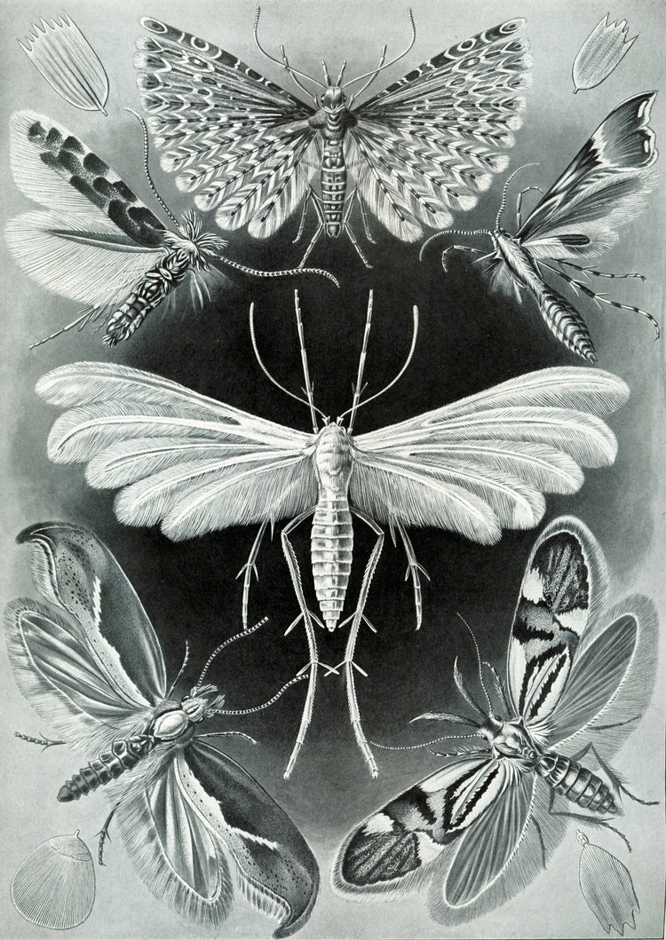 Tineida Drawing (1904) by Ernst Haeckel Poster