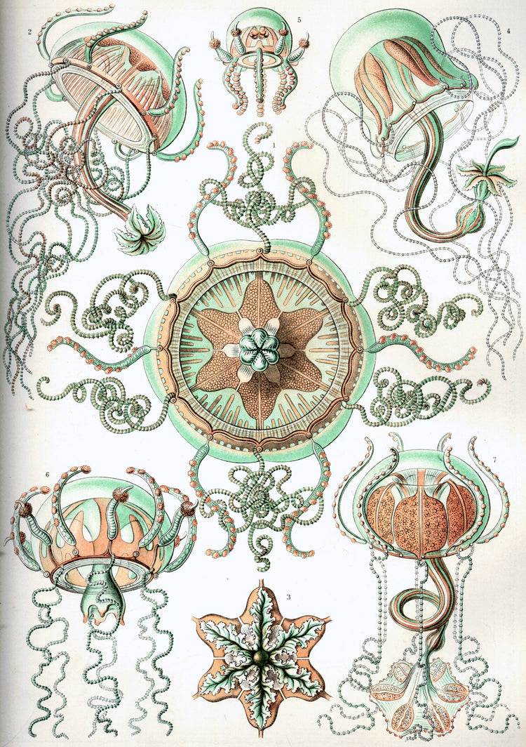 Trachomedusae Drawing (1904) by Ernst Haeckel Poster