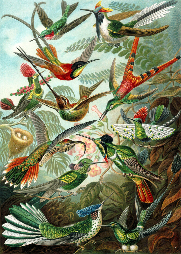 Trochilidae (Hummingbirds) Drawing (1899) by Ernst Haeckel Poster