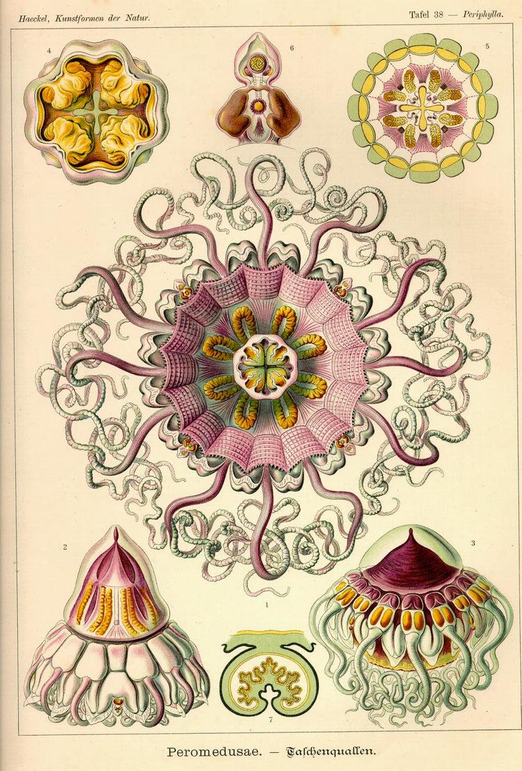 Peromedusae Drawing (1904) by Ernst Haeckel Poster