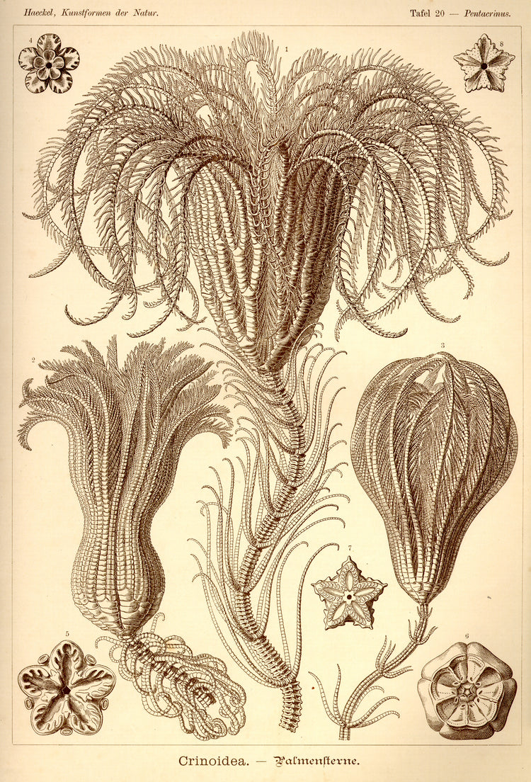 Crinoid drawing by Ernst Haeckel Poster