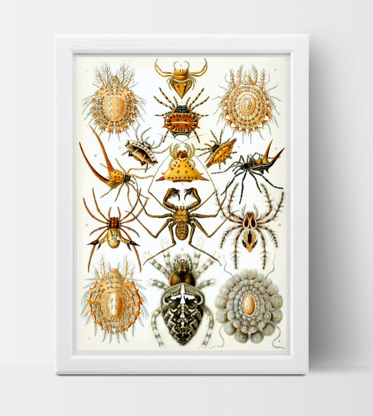 Arachnida Drawing by Ernst Haeckel Poster