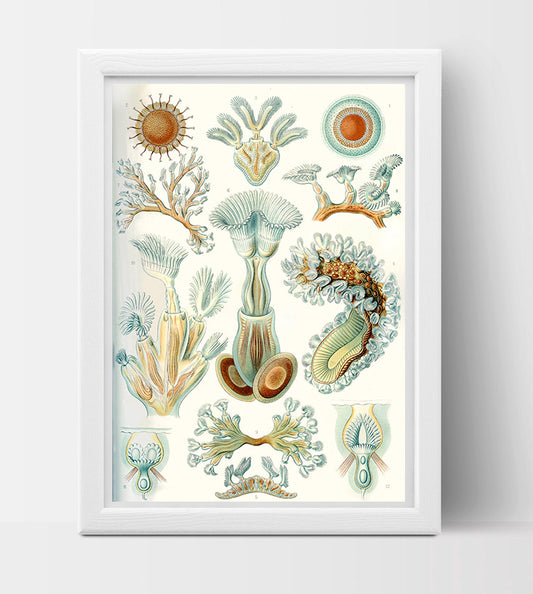 Bryozoa Drawing (1899) by Ernst Haeckel Poster