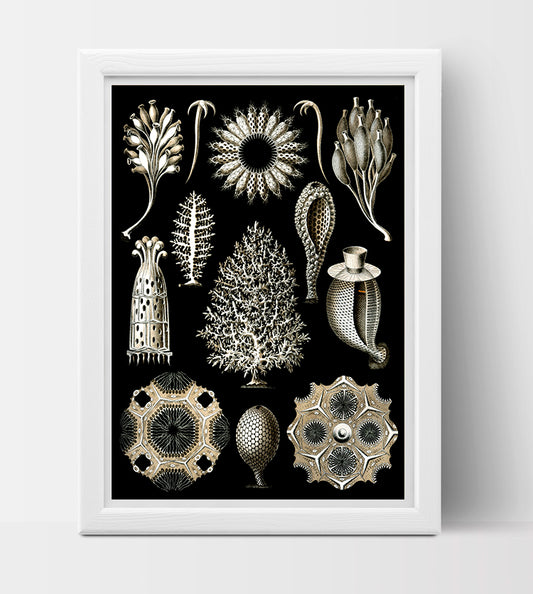 Calcispongiae Drawing (1904) by Ernst Haeckel Poster