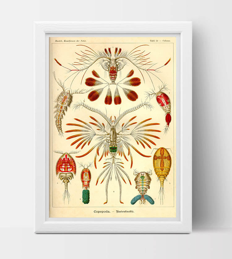 Copepoda Drawing (1904) by Ernst Haeckel Poster