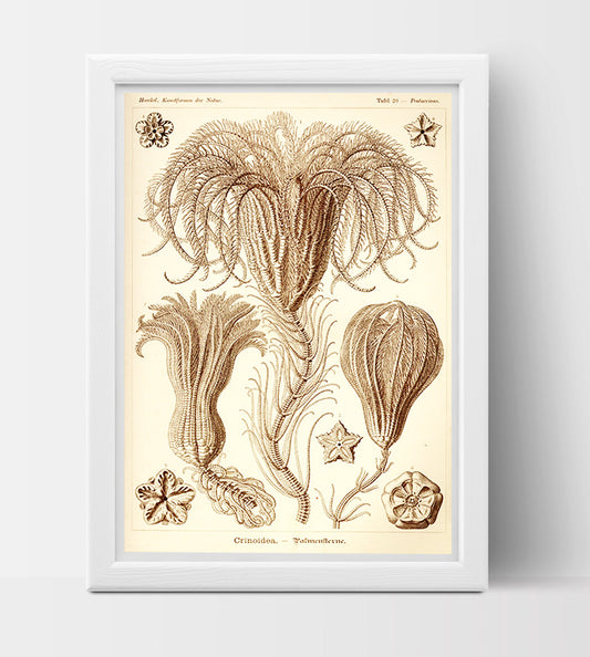Crinoid drawing by Ernst Haeckel Poster