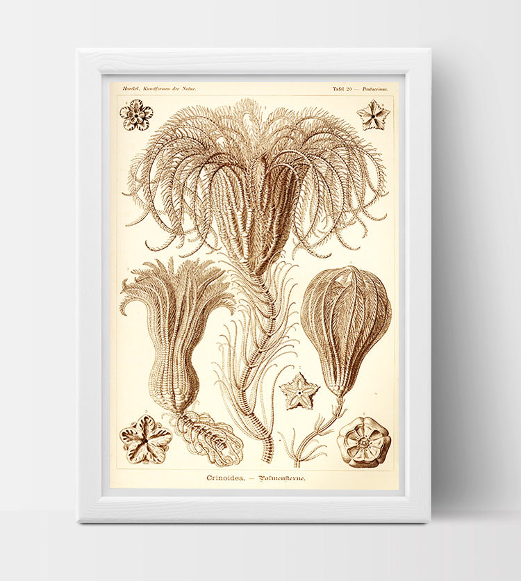 Crinoid drawing by Ernst Haeckel Poster