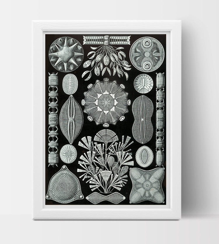 Diatomea Drawing (1904) by Ernst Haeckel Poster