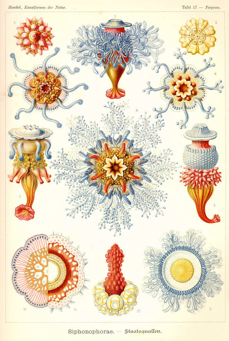 Jellyfish (Porpita Porpita) drawing (1800s) by Ernst Haeckel Poster