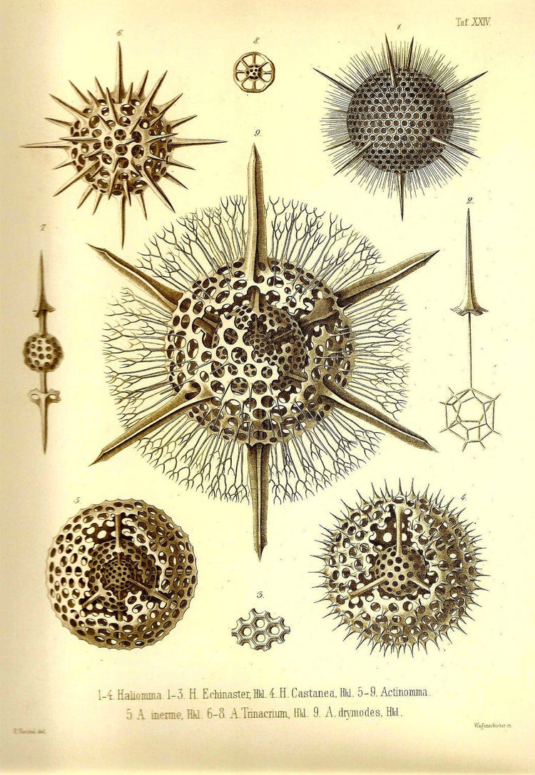 Radiolaria Drawing by Ernst Haeckel Poster