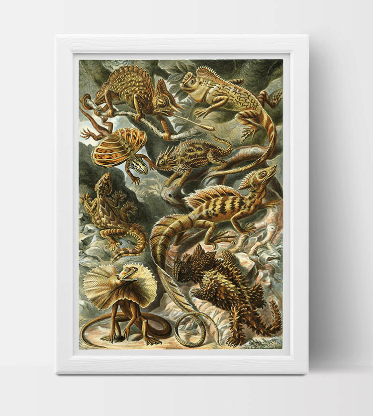 Lacertilia (Lizards) Drawing (1904) by Ernst Haeckel Poster