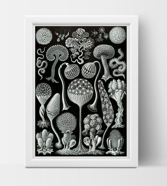 Mycetozoa Drawing (1904) by Ernst Haeckel Poster