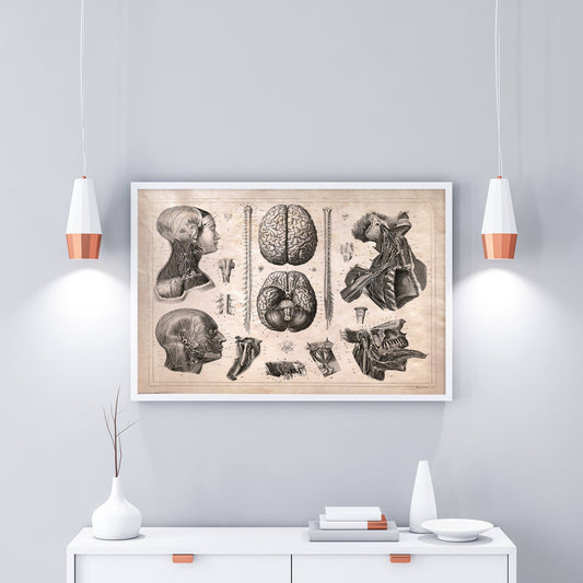 Vintage Anatomy of the Nervous System Wall Decor Poster